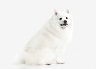 Dog. Japanese white spitz on white background