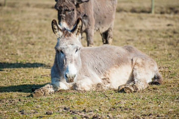 Portrait of a donkey