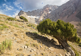 mountain tree in the valley near river