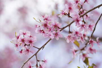 beautiful blooming Himalayan Cherry blossom in Thailand forest