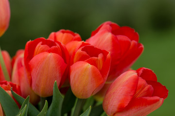 Red tulips in the garden