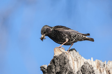 Starling
