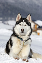 siberian husky