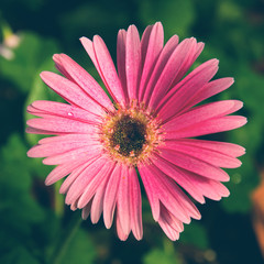 Obraz premium Flowers macro