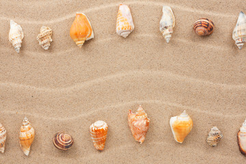 Fototapeta na wymiar Stripe of sea shells lying on the sand