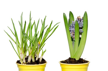 Daffodil and hyacinth