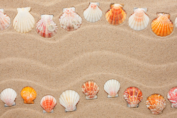 Stripe of sea shells lying on the sand