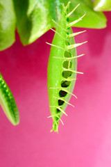 close-up of Venus flytrap (dionaea muscipula) eating a fly.
