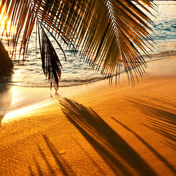 Fototapeta Beautiful sunset at Seychelles beach with palm tree shadow