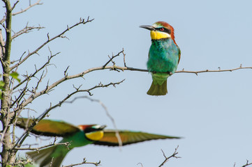 Gruccioni in volo 3