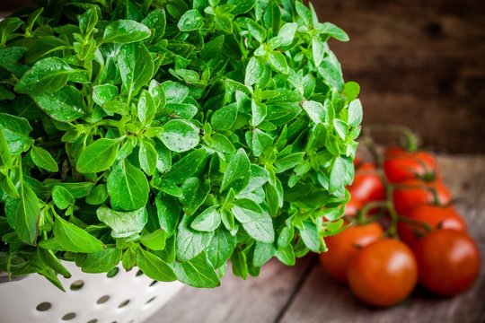fresh organic basil in white colander with cherry tomatoes
