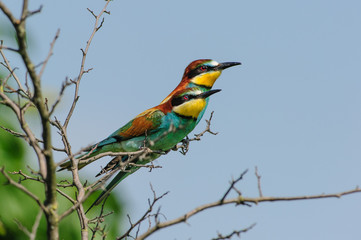 Gruccioni in posa