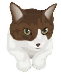 見つめる猫　茶トラ