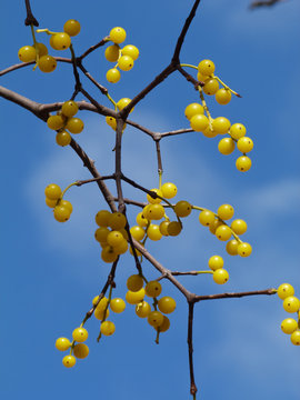 vischio quercino giallo