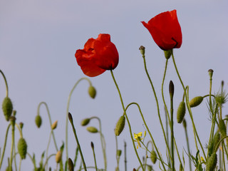 papavero rosso in un campo di grano