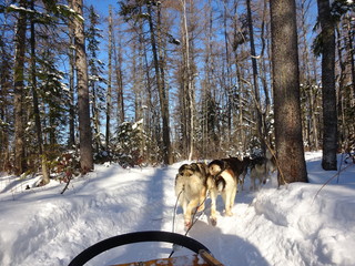 Chiens de traineau