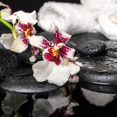 spa concept of orchid Cambria flower with drops and white towels