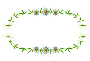 frame of green branches with tendrils and passion flower is isol