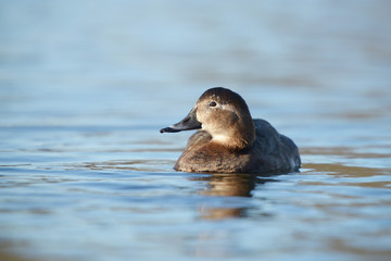 Common Pochard, Pochard, Aythya ferina