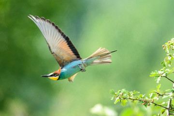 gruccione in volo 8