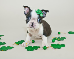 St Patrick's Day Puppy
