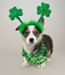 St Patrick's Day Puppy