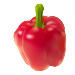 Single red pepper. Vector.