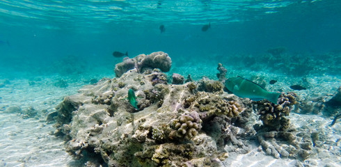Naklejka na ściany i meble Korallenriff mit Fischen
