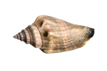 Sea shell isolated