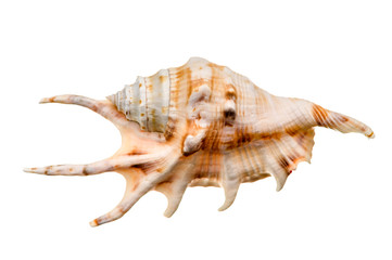 Sea shell isolated
