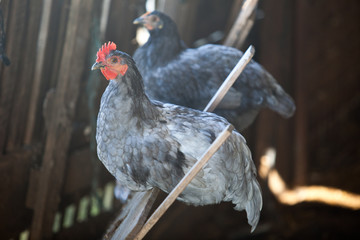 Perched hen at hen house