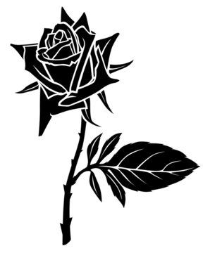 Silhouette of beautiful flowering rose