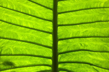 macro in leaf