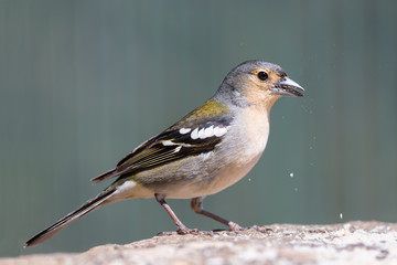 Closeup of yellow Finch eating a peanut