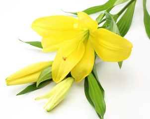 Obraz premium 百合