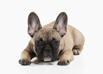 Dog. French bulldog puppy on white background