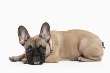 Dog. French bulldog puppy on white background