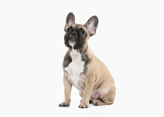 Dog. French bulldog puppy on white background