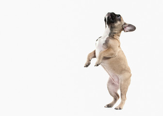 Dog. French bulldog puppy on white background