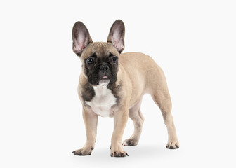 Fototapeta premium Dog. French bulldog puppy on white background