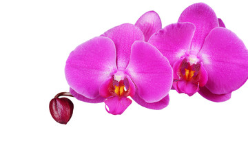 Fototapeta na wymiar Orchid isolated on white background. Closeup