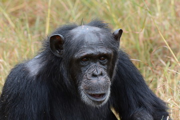 Smiling chimpanzee