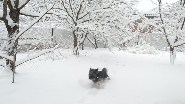 Cheerful active dog in snow in countryside