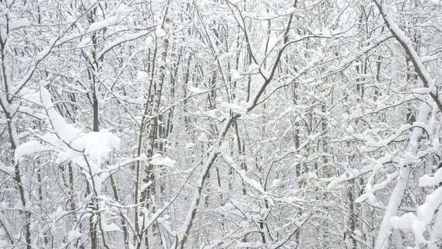 Snow falling in deciduous forest on background of leafless trees