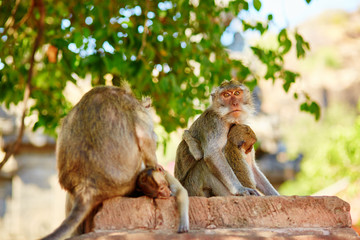 Monkey family in their natural environment