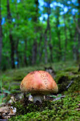 The Blusher mushroom