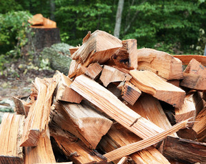 Fire wood with tree stump in background