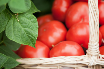 Freshly picked tomatoes