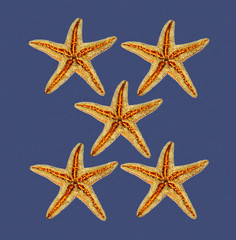 stelle marine su sfondo blu