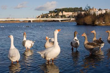 Geese at Badajoz Downtown